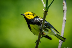 Black-throated Green Warbler
