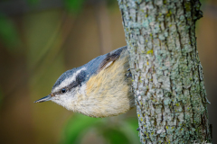 Red-breasted Nuthatch