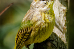 Palm Warbler