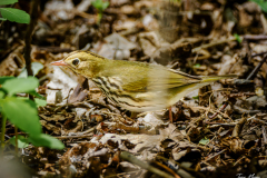 Ovenbird