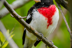 Rose-breasted Grosbeak