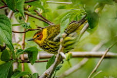 Cape May Warbler