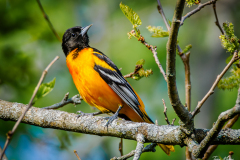 Baltimore Oriole