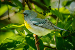 Northern Parula