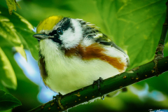 Chestnut-sided Warbler