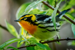 Blackburnian Warbler