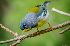 Northern Parula