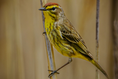 Palm Warbler