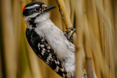 Downy Woodpecker