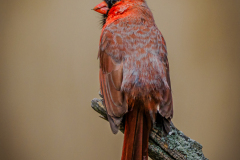 Northern Cardinal