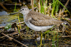 Solitary Sandpiper