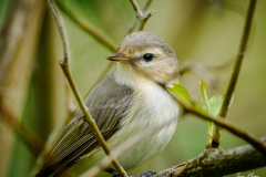 Warbling Vireo