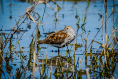 Dunlin