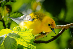 Prothonotary Warbler