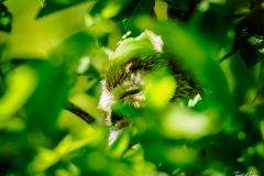 Northern Saw-whet Owl