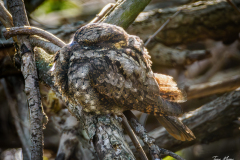 Eastern Whip-poor-will