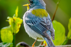 Northern Parula