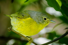 Nashville Warbler