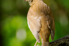 Veery