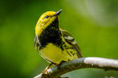 Black-throated Green Warbler