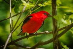 Scarlet Tanager