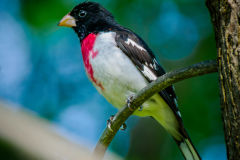 Rose-breasted Grosbeak