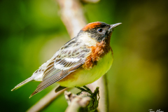Bay-breasted Warbler