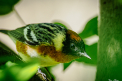 Bay-breasted Warbler
