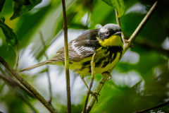 Magnolia Warbler