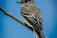 Eastern Wood-pewee