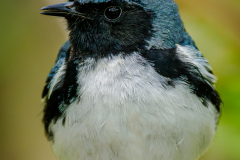 Black-throated Blue Warbler
