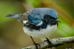 Black-throated Blue Warbler