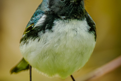 Black-throated Blue Warbler