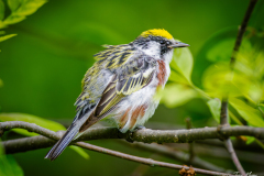 Chestnut-sided Warbler