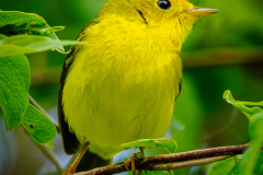 Wilson's Warbler