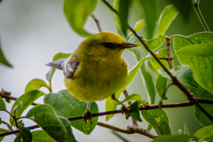 Blue-winged Warbler