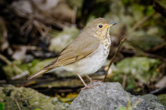Swainson's Thrush