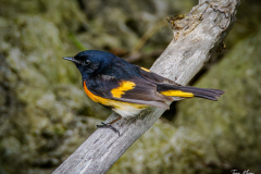 American Redstart