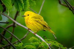 Northern Yellow Warbler