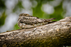 Common Nighthawk