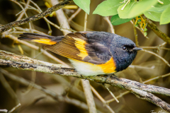 American Redstart