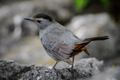 Gray Catbird