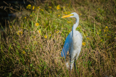 Illinois - Ferne Clyffe State Park - Great Egret
