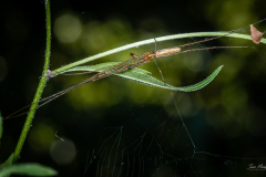 Illinois - Ferne Clyffe State Park - Long-jawed Orb Weaver