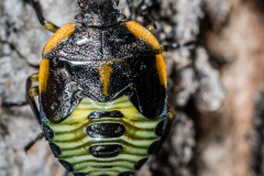 Illinois - Ferne Clyffe State Park - Green Stink Bug Nymph