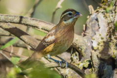 Illinois - Ferne Clyffe State Park - Rose-breasted Grosbeak (Juvenile Male)